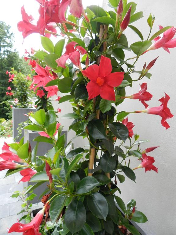 O Sixieme Sens Bed & Breakfast Williers Bagian luar foto